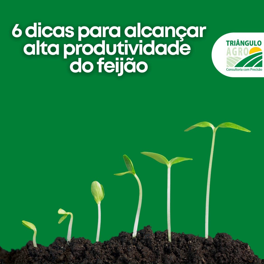 6 dicas para alcançar alta produtividade do feijão Triângulo Agro